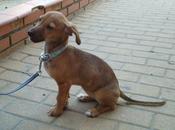 Cachorrita rescatada cuando servia diversión gamberros, necesita acogida