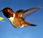 colibríes gourmets cuidan línea