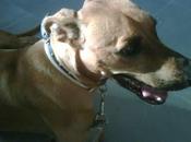 URGENTE!!! RICO, llevado perrera atacar perro pequeño ahora sacrificaran!!!