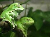 Descubren Peptidos pueden Eliminar Cancer