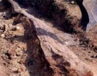 tronco fósil millones años Sierra Norte Sevilla