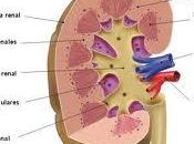 Lesión renal aguda perioperatoria