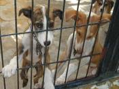 Cachorro galgo cachorro podenco perrera Jerez (Cadiz)