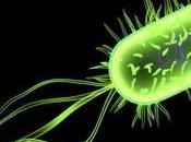Evidencias forenses señalan súper-bacteria escherichia coli creada bioingeniería para producir muertes humanas