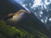 Presentación técnica pajarito Molineux