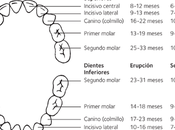 cambio dientes niñ@s