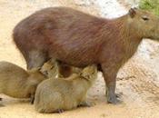 Capibara