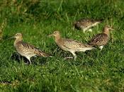 Importancia pastos costeros