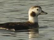 marisma desde dentro