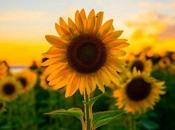 Girasol. Propiedades antioxidantes, beneficios cómo plantarlo