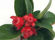 Gaulteria wintergreen propiedades antiinflamatorias