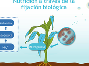 BlueN Symborg cultivos pueden tomar aire Nitrógeno necesitan