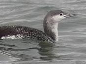 Colimbo chico, serreta, havelda...