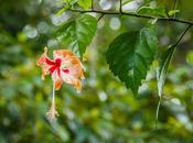 hibiscus empapado