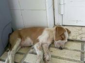 URGENTISIMO, cachorro sigue calle (Córdoba)