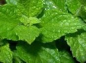 Poder Plantas Medicinales
