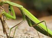 Mantis Verde Africana