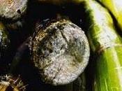 Phil Hawkins-Sugarcane Suite