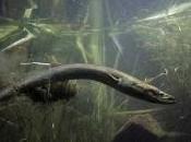 centro pionero Córdoba para salvar anguila