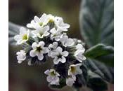 Verrucaria (Heliotropium europaeum)