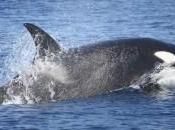 orcas dejan Estrecho Gibraltar