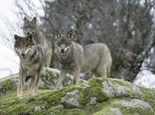 lobo sierra Huelva