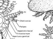 Anatomía biología varroa jacobsoni
