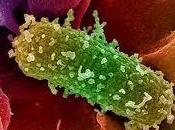 ¿Qué E.coli?