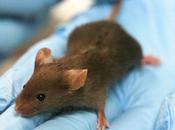Bloquean "hormona hambre": hacen adelgazar ratones siguen dieta alta grasas