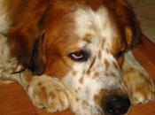 Mozart, devuelven bueno