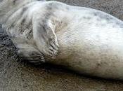 Foca gris laredo