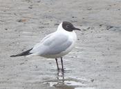 Reidoras, vuelta casa