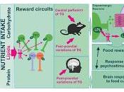 ¿Cómo Grasas actúan cerebro para crear Adicción?