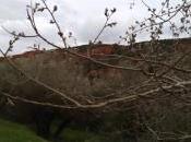 Brotes febrero