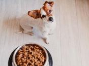 comida saludable para mascotas llega Mascota Planet