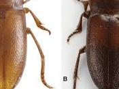 Nuevo ditiscido descubierto medio subterráneo