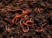 Cria lombrices para compost.