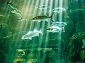 Peces tomando