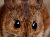 Científicos exploran relación entre presión ocular glaucoma.