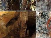 Nuevas especies pseudoescorpiones descubiertas cuevas Crimea