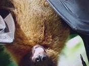 nuevos coronavirus descubiertos murciélagos (investigación)
