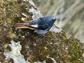 Compañero confinamiento