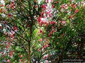 Árboles salpicados color