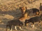 ¡¡SOS!!: mamá cachorros campo cazadores. (Córdoba)