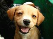 Razones sonrisa perro