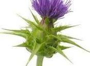 Propiedades cardo mariano como depurativo