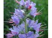 Viborera (Echium vulgare)