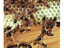 ¿Cómo produce cera abeja?