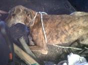 desgracia nuestro pueblo. ¡¡Un grito auxilio para ellos!! (Sevilla)