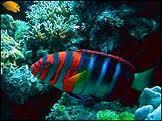 Colores Agua